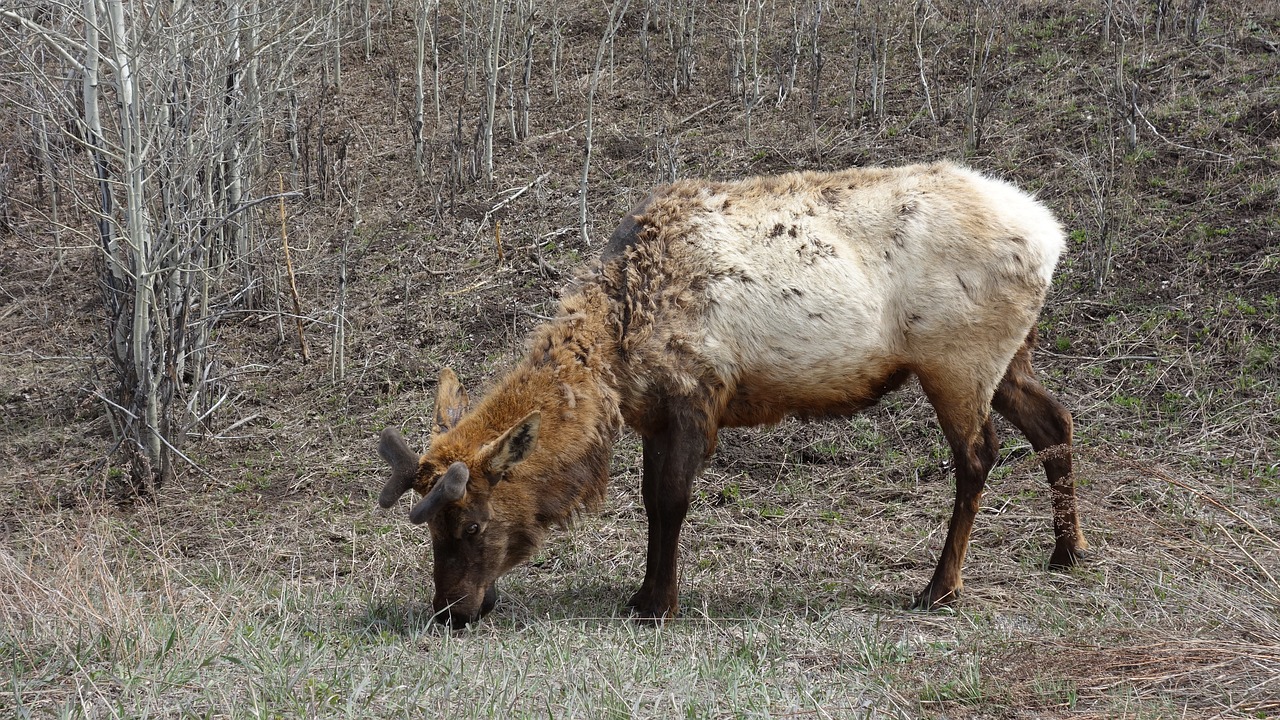 moose animal wild animal free photo