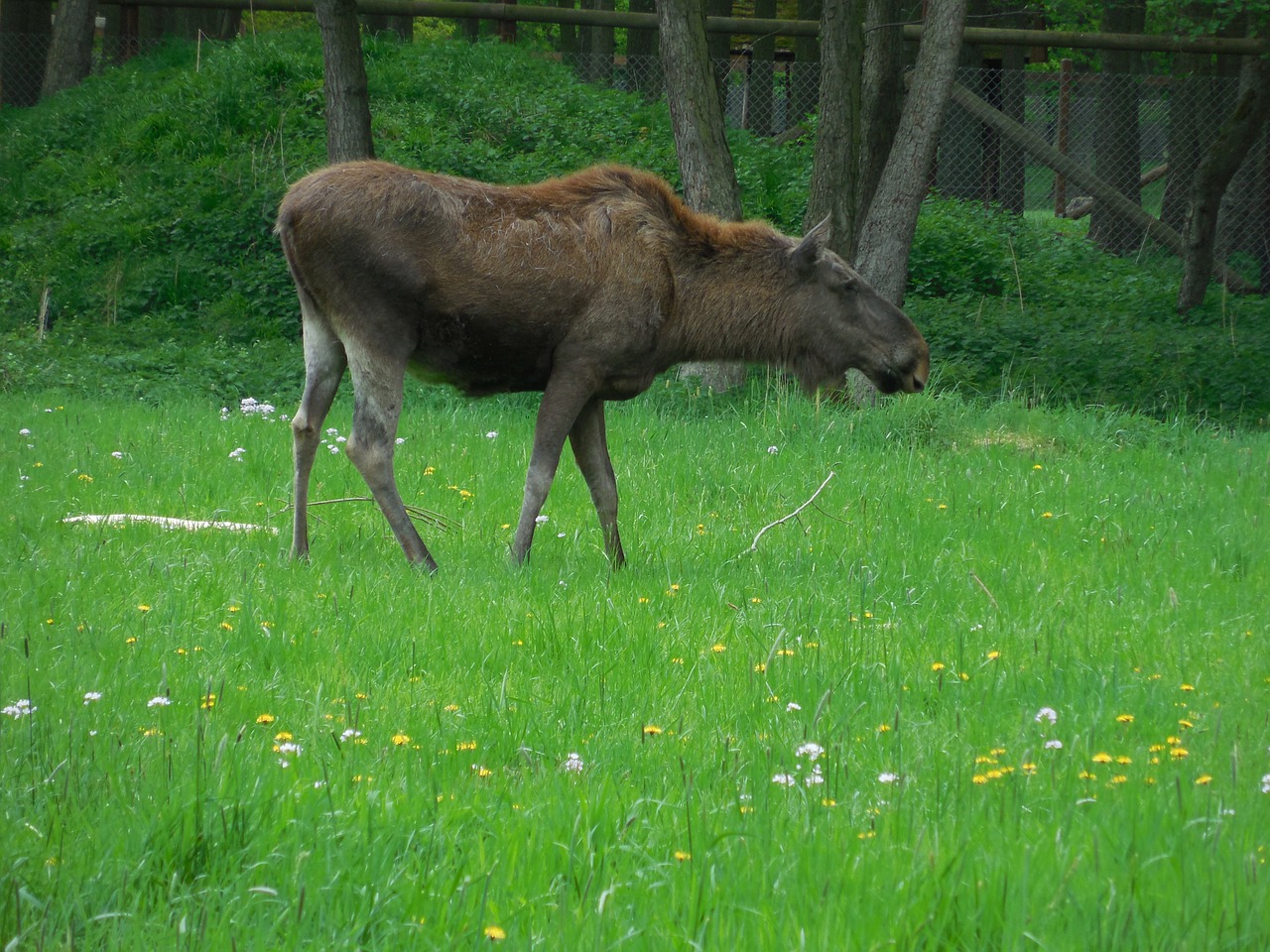 moose nature wildlife park free photo