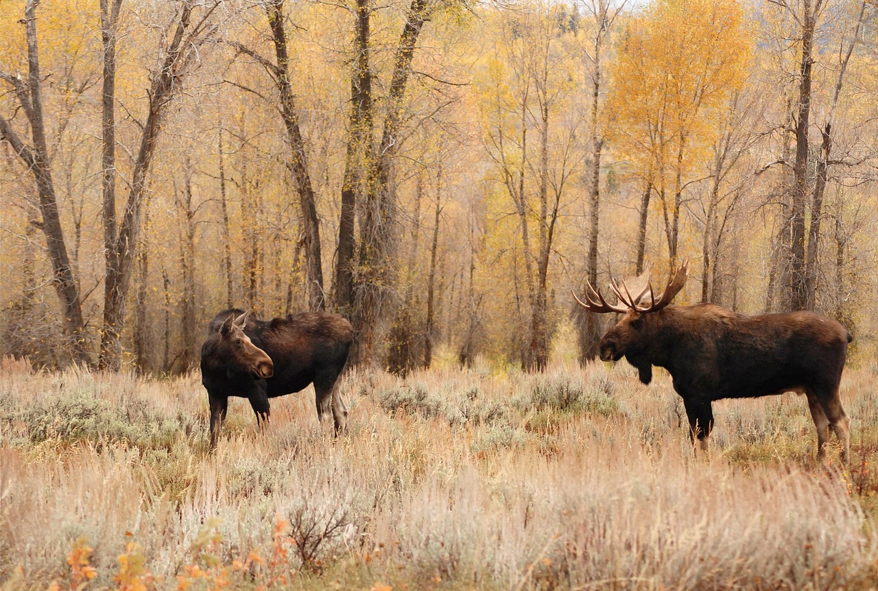 moose bull cow free photo