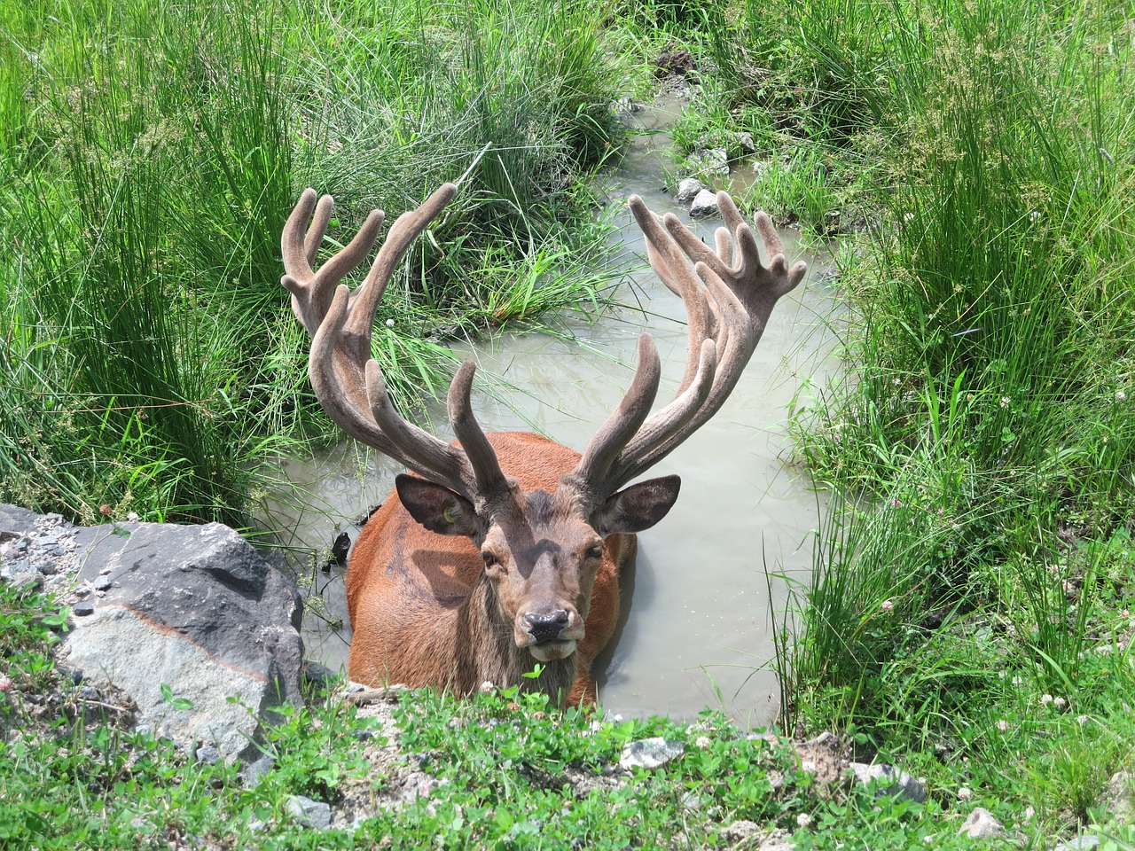 moose horns wild free photo