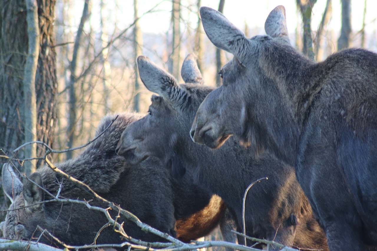 moose biebrza mammal free photo