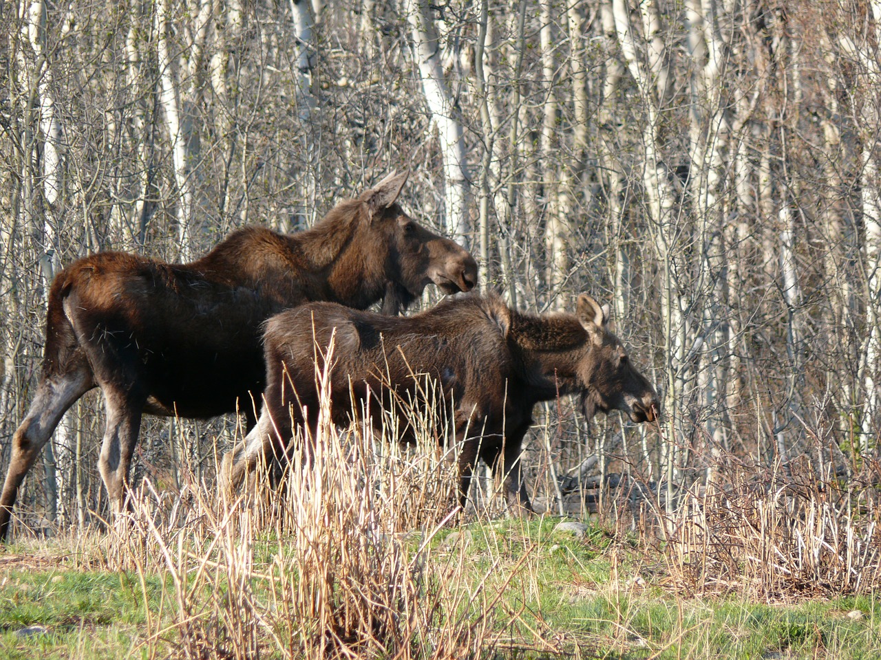 moose animal wildlife free photo
