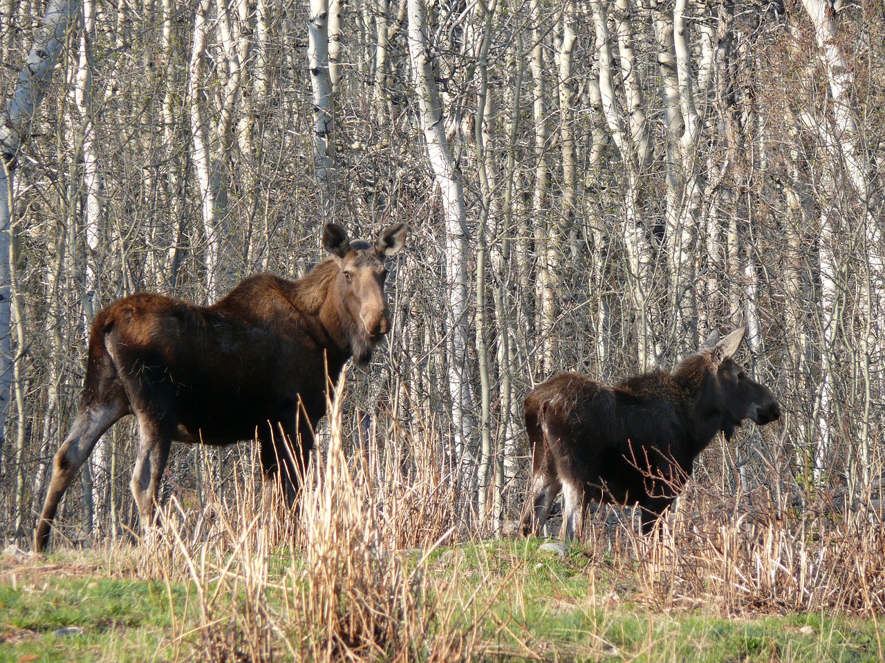 moose canadian animal free photo