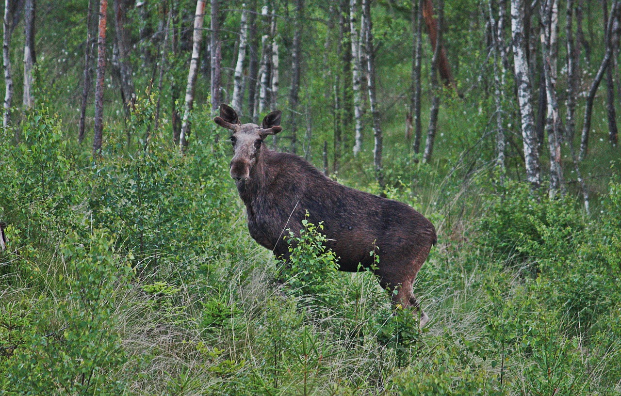 moose young bull moose forest free photo