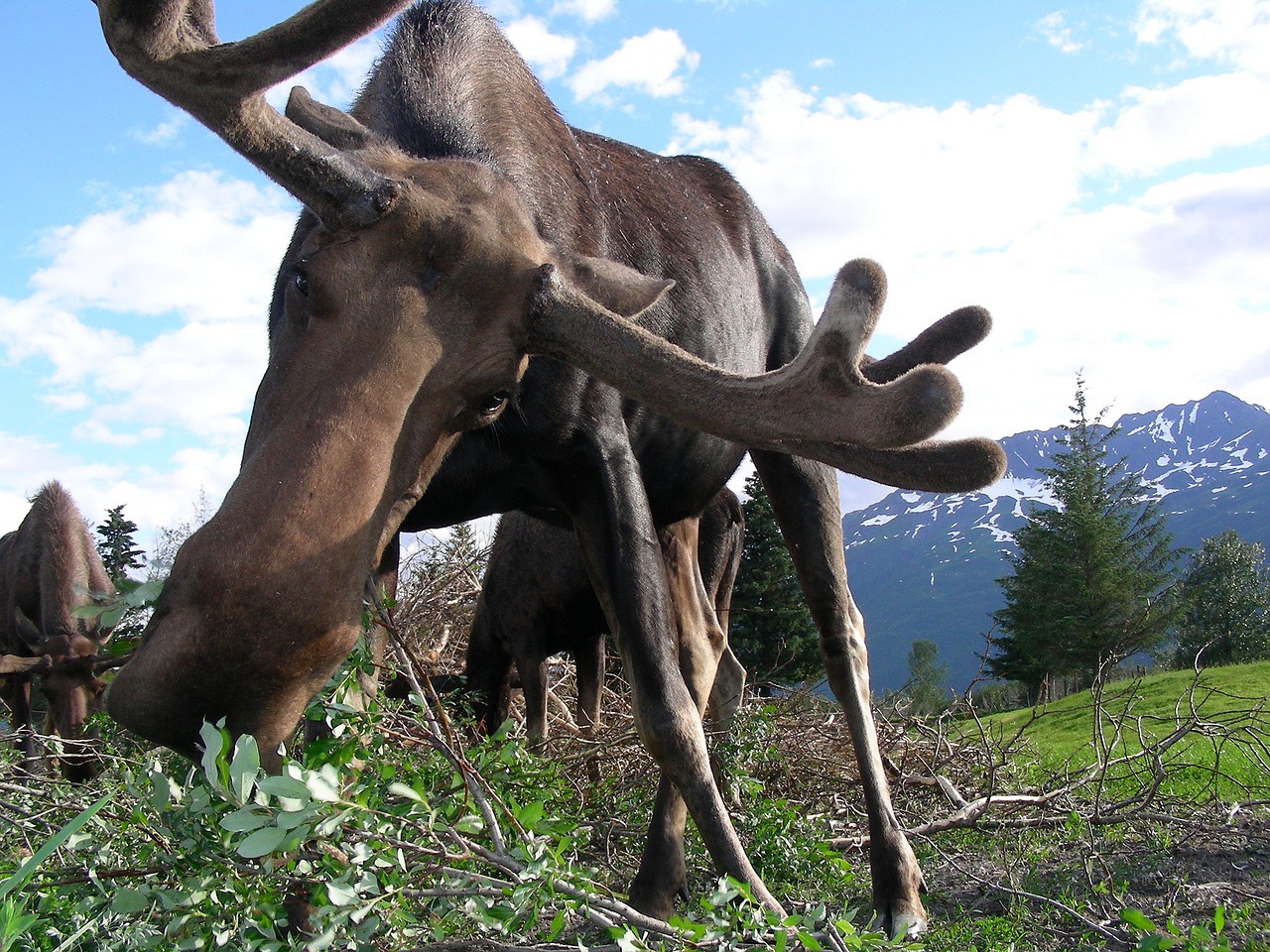 moose alaska animal free photo