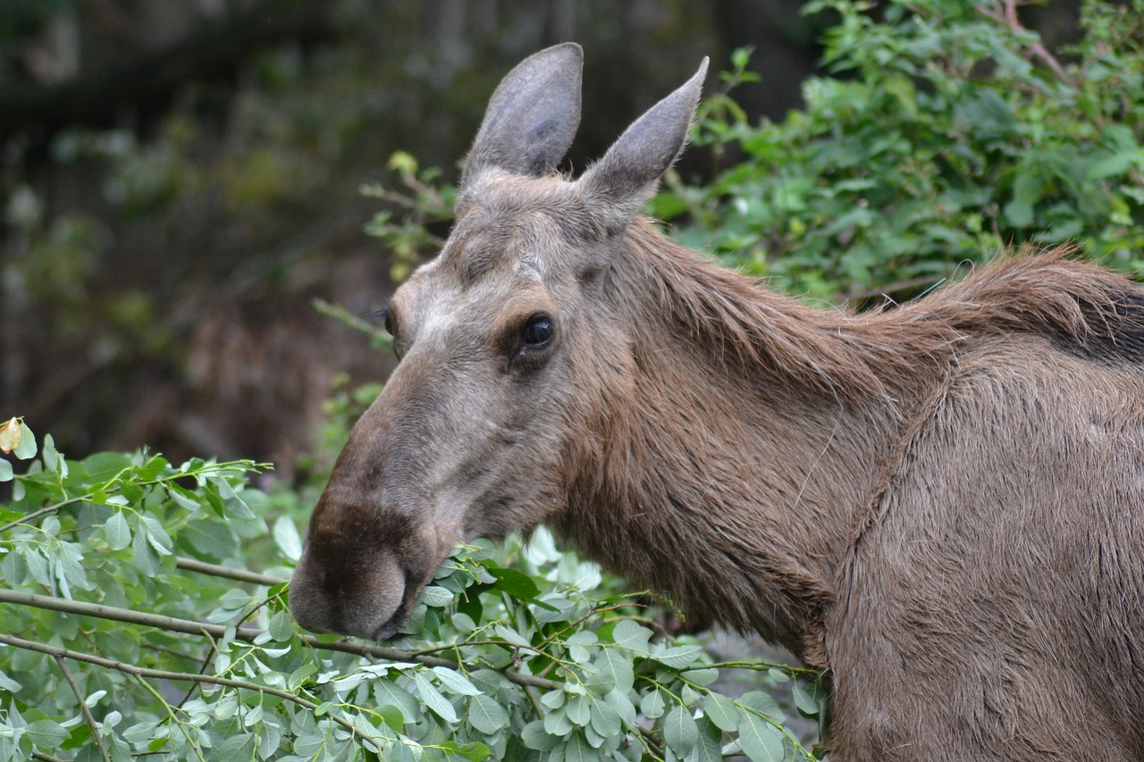 moose eat female free photo