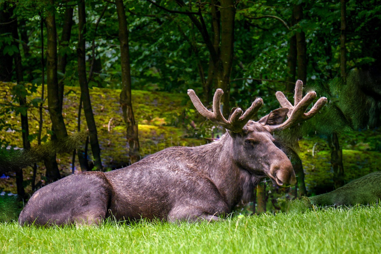 moose nature animals free photo