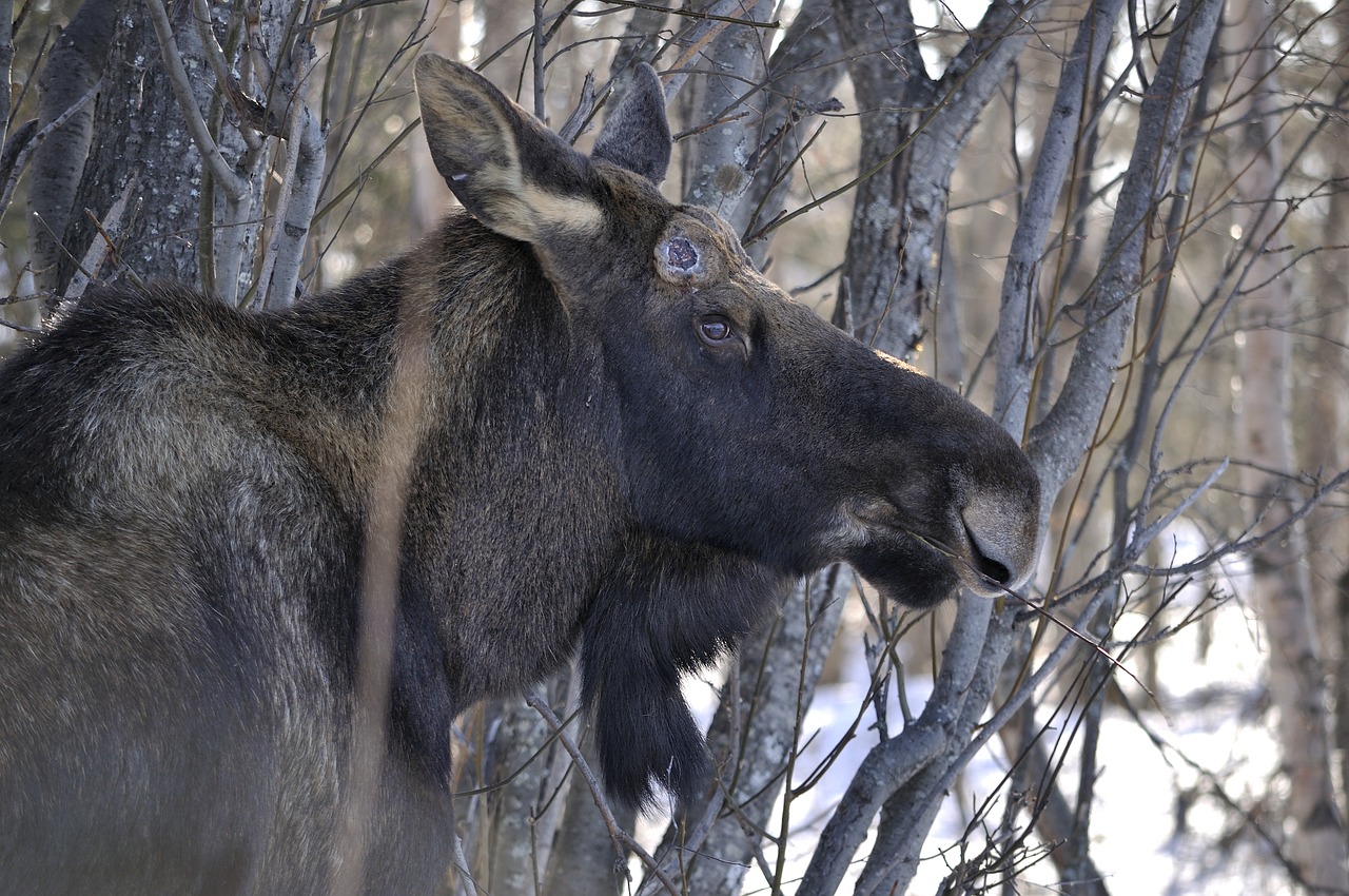 moose grazing animal free photo