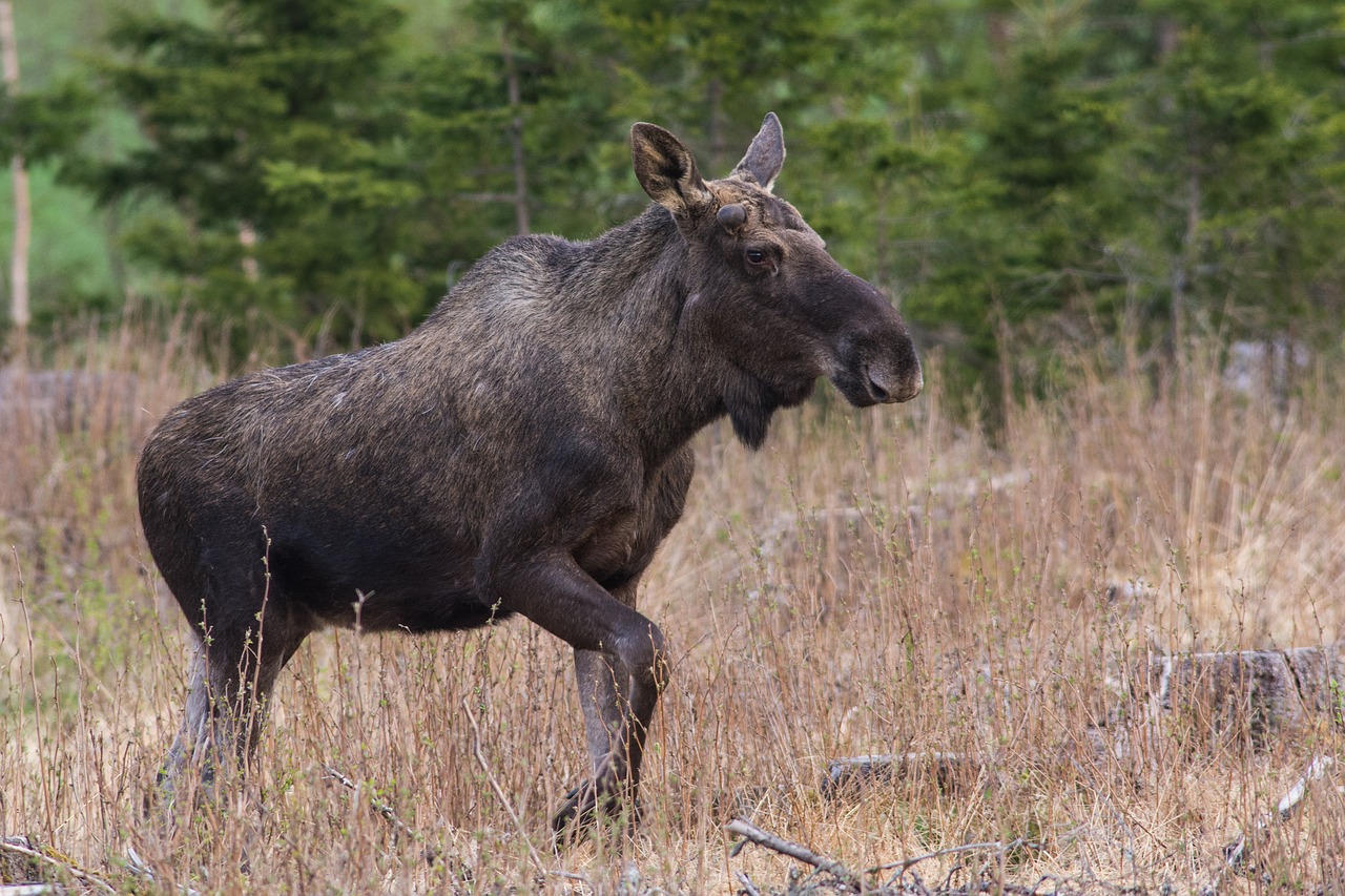 moose mammal animal free photo