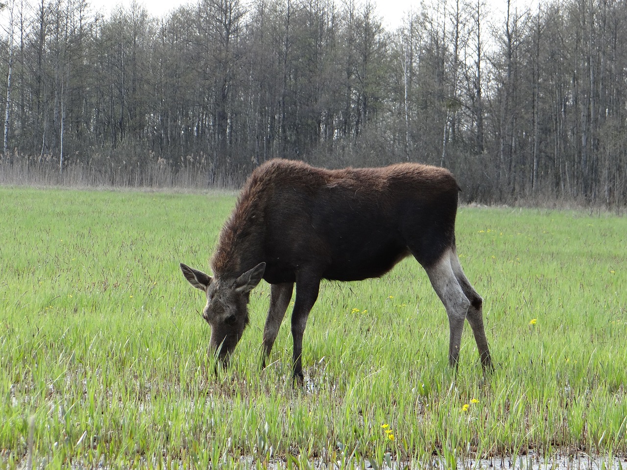 moose female mammal free photo