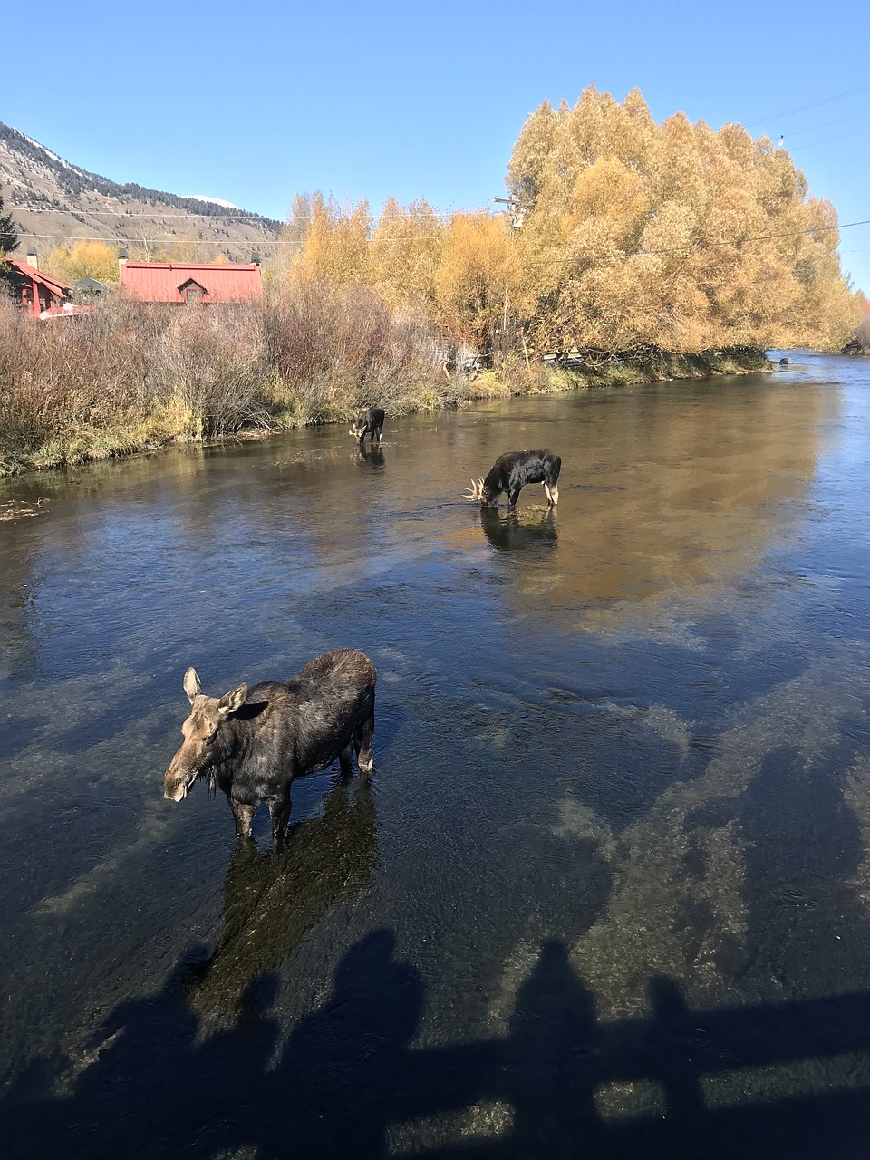 moose jackson hole wy free photo