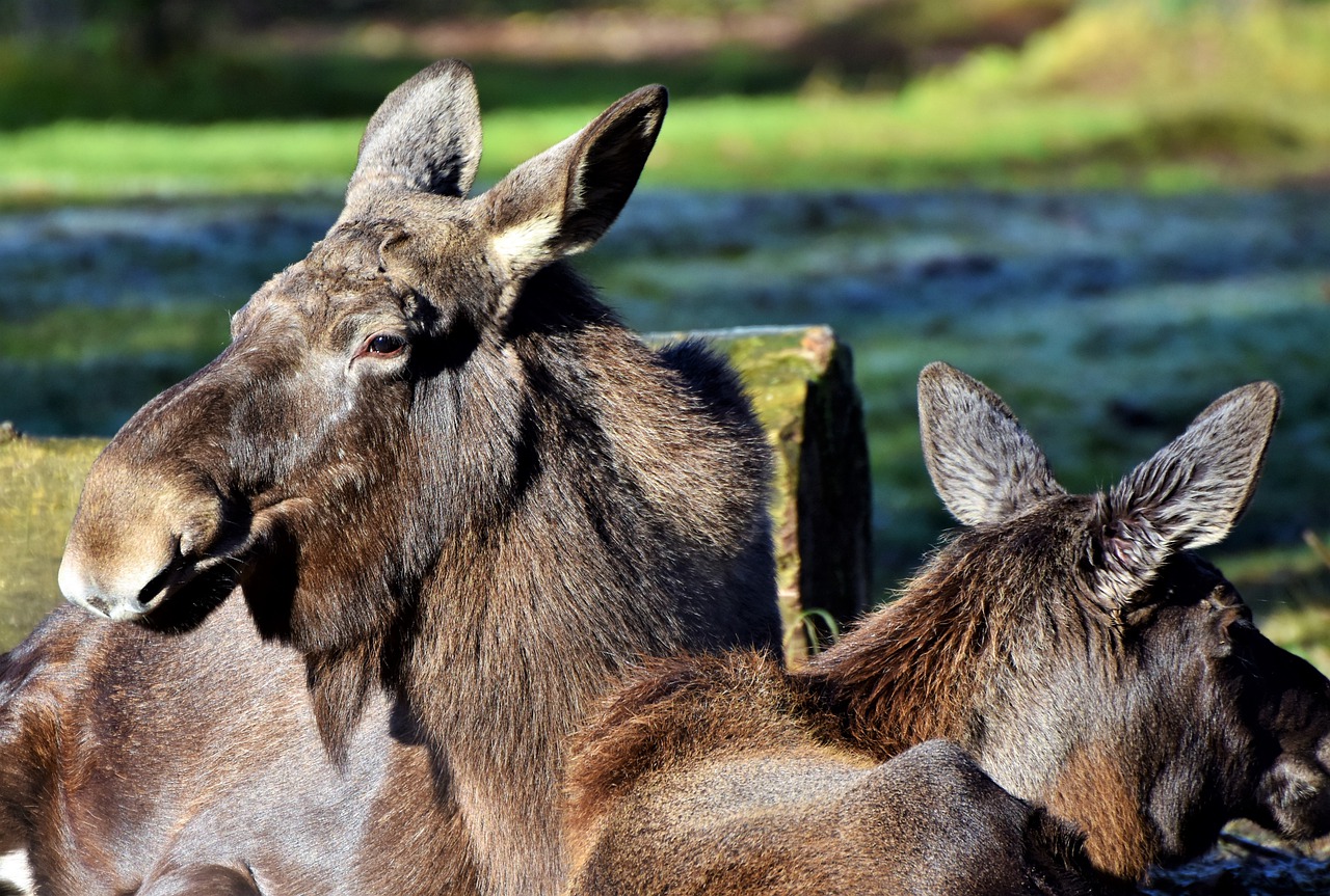 moose elk park sweden free photo