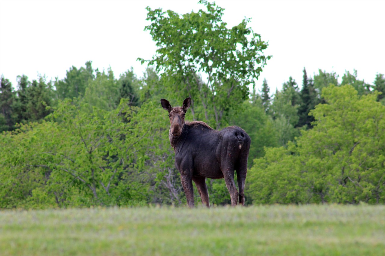 moose  wild  animal free photo