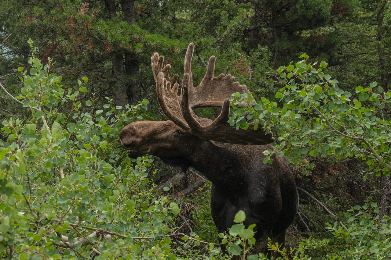 moose  wildlife  animal free photo
