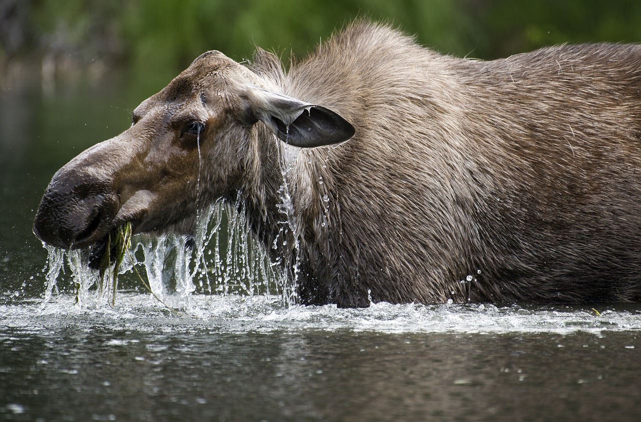 moose  cow  portrait free photo