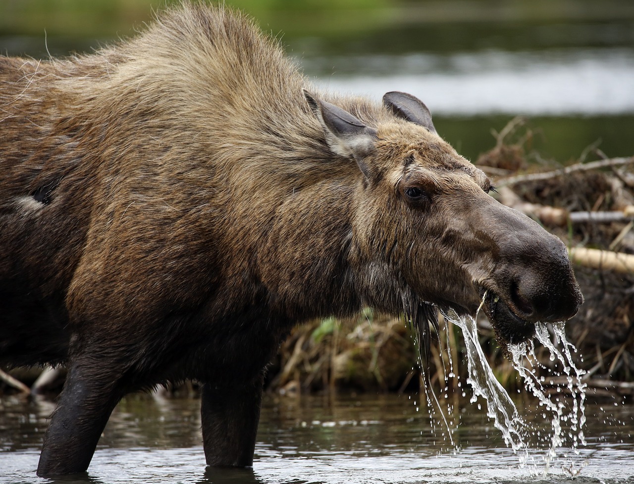 moose  cow  portrait free photo