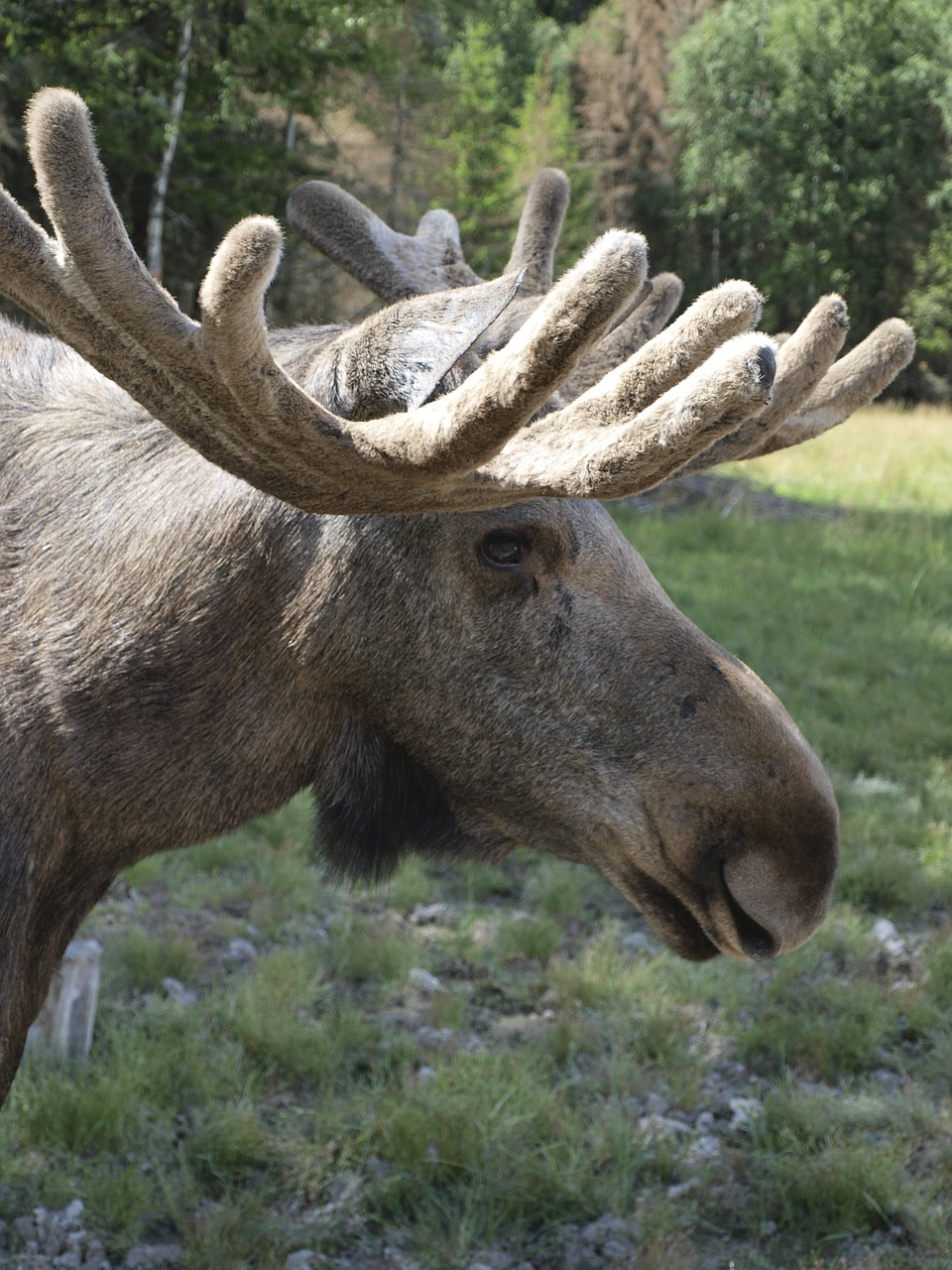 moose animal antler free photo