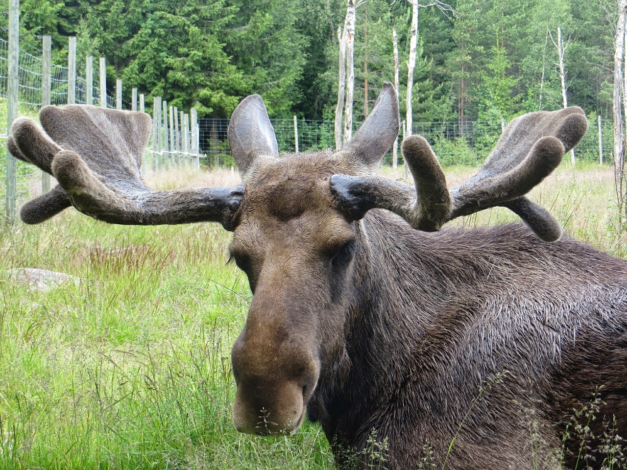 moose sweden antler free photo