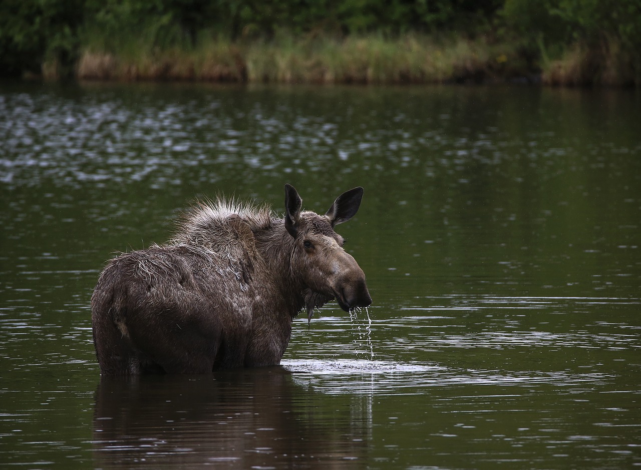 moose  cow  portrait free photo