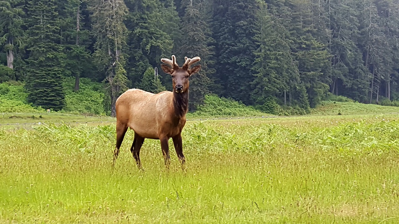 moose  canada  curiosity free photo