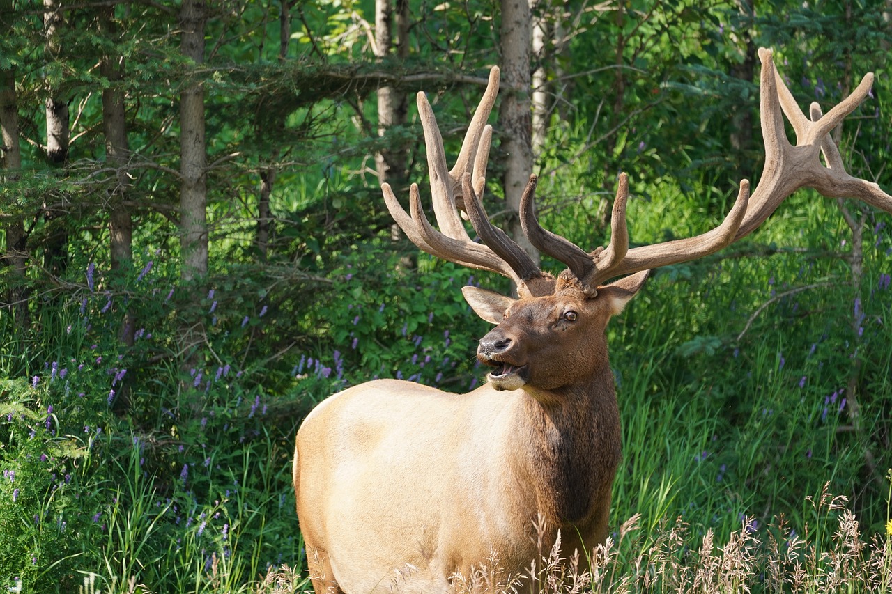 moose  antler  forest free photo