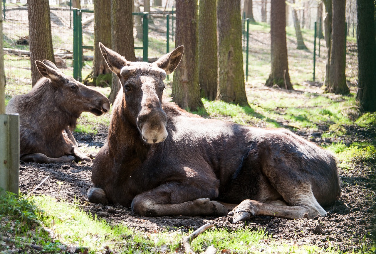 moose  animal  wild animal free photo