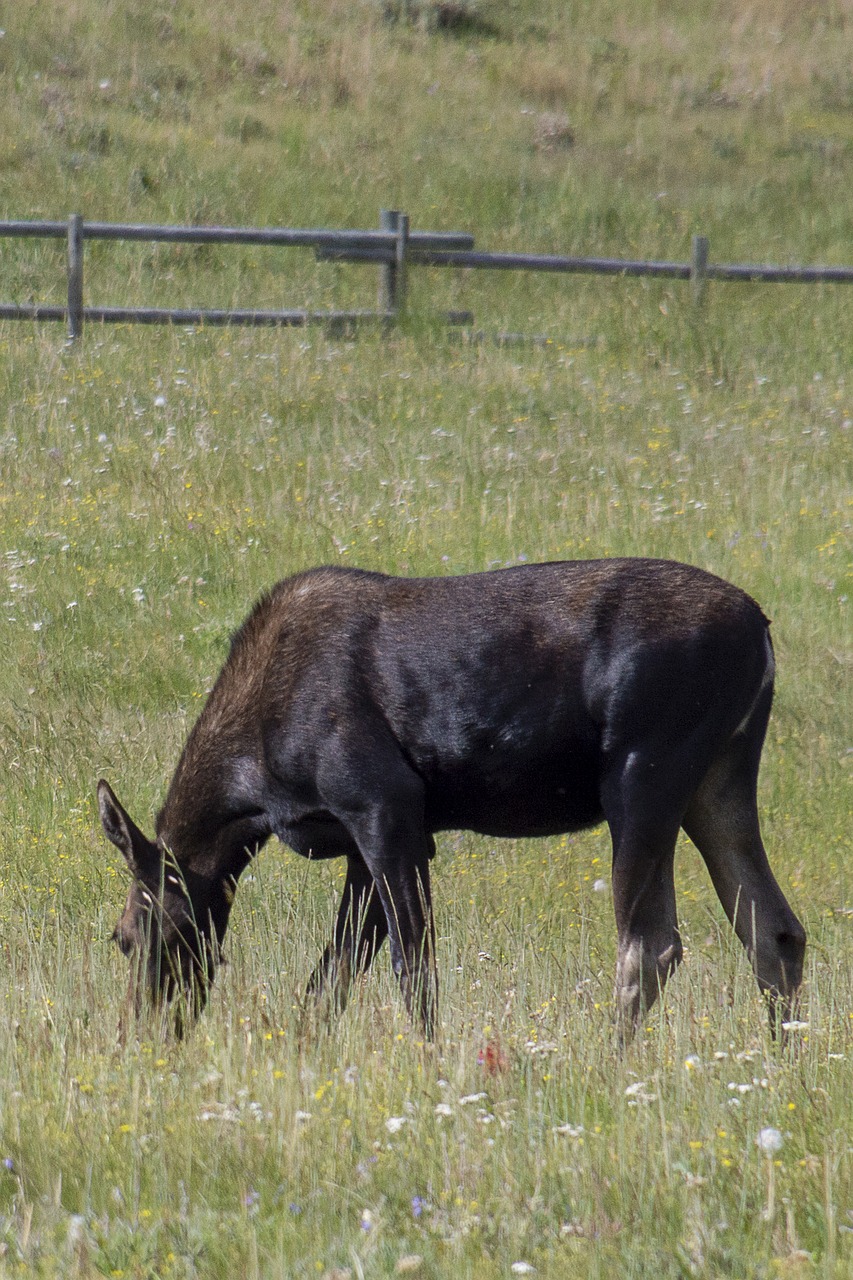 moose  meadow  wyoming free photo