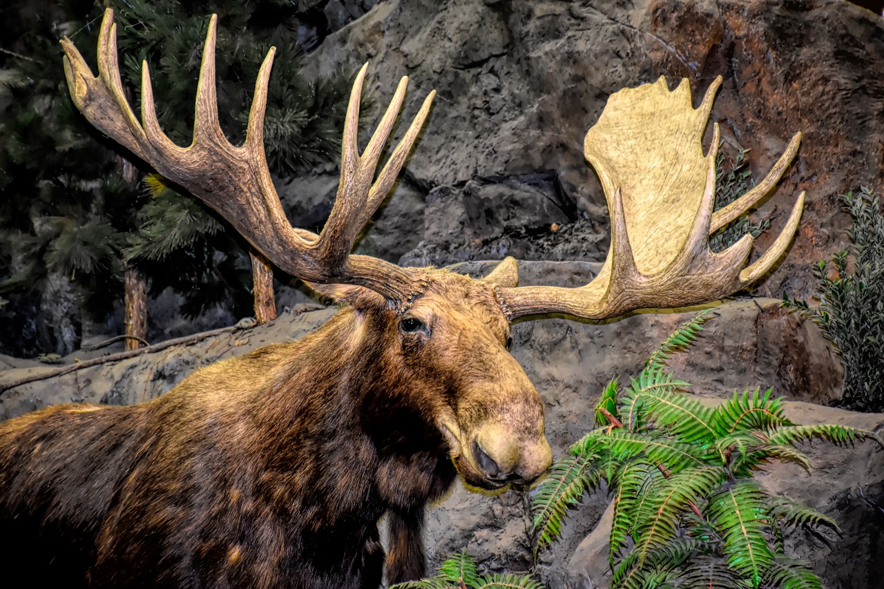 moose  antlers  animal free photo