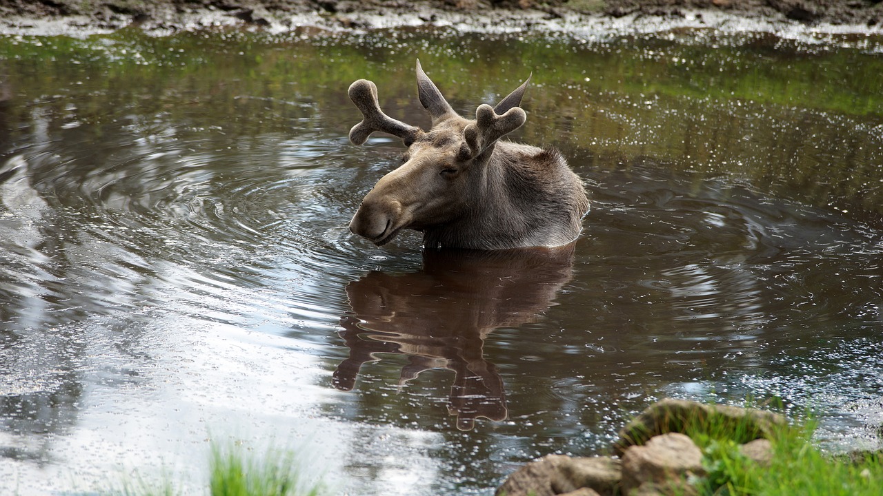 moose  animals  nature free photo