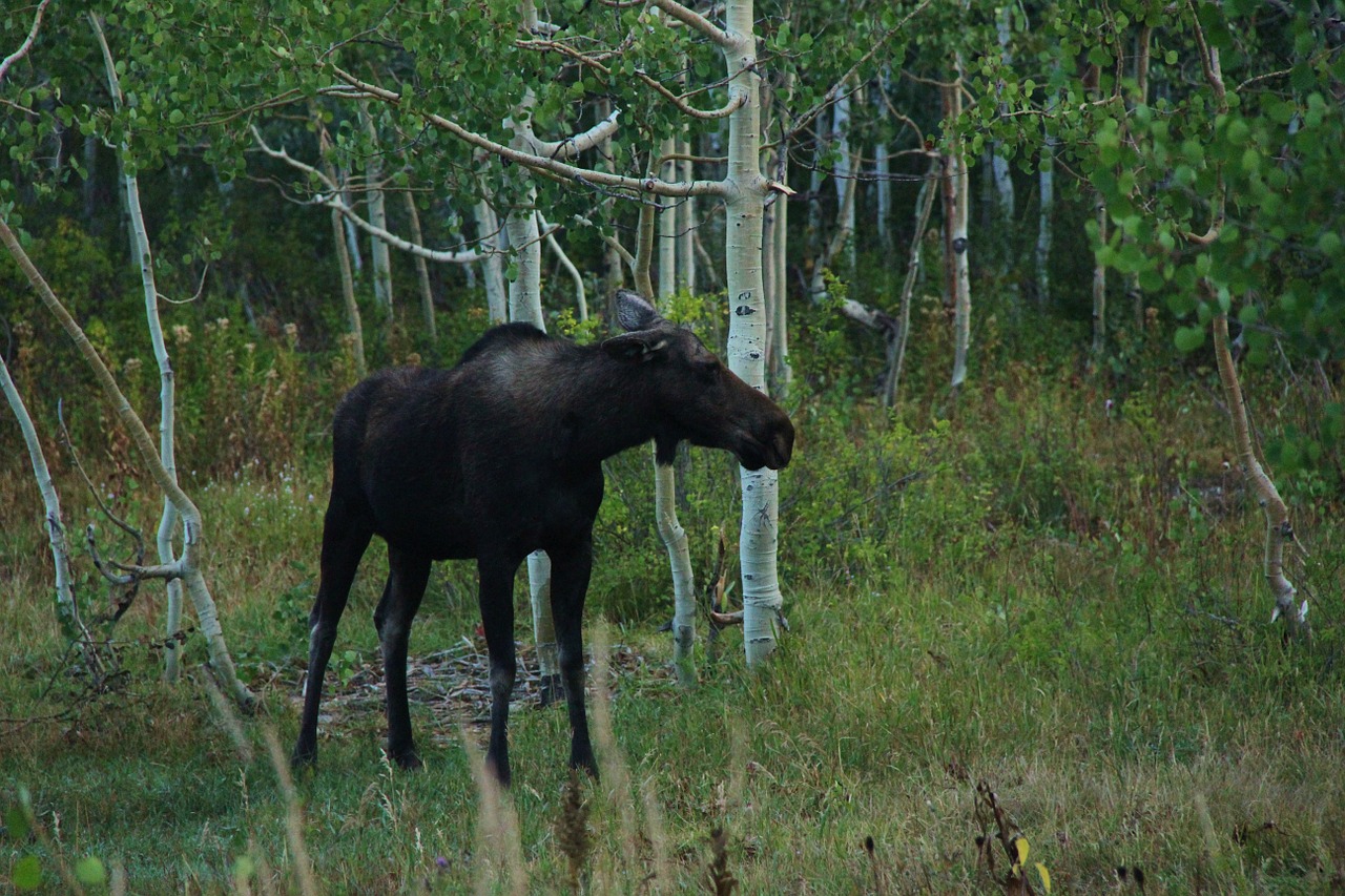 moose forest wild free photo
