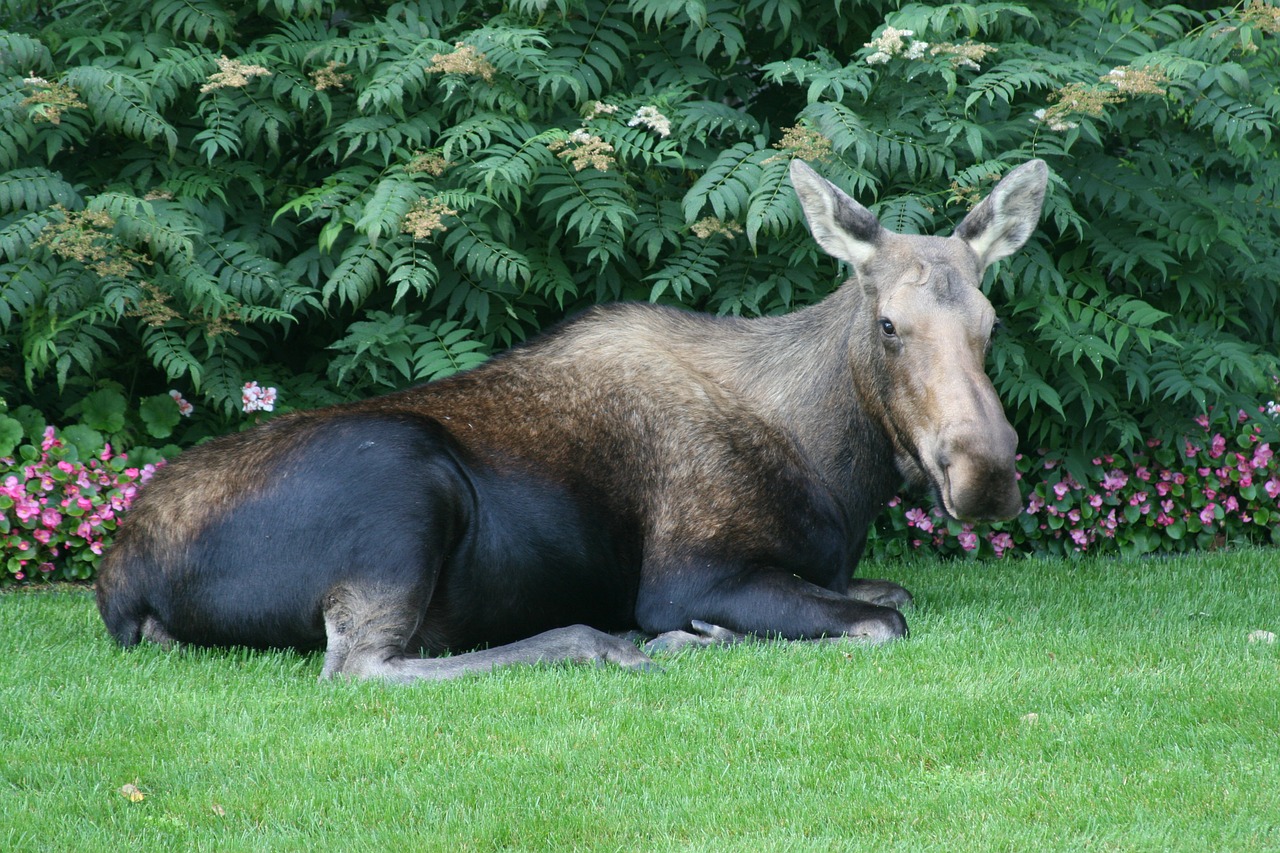 moose alaska wildlife free photo