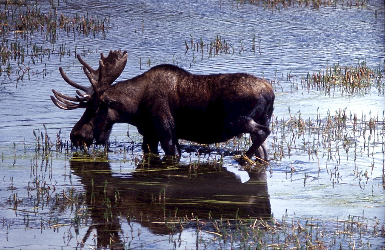 moose deer drinking free photo