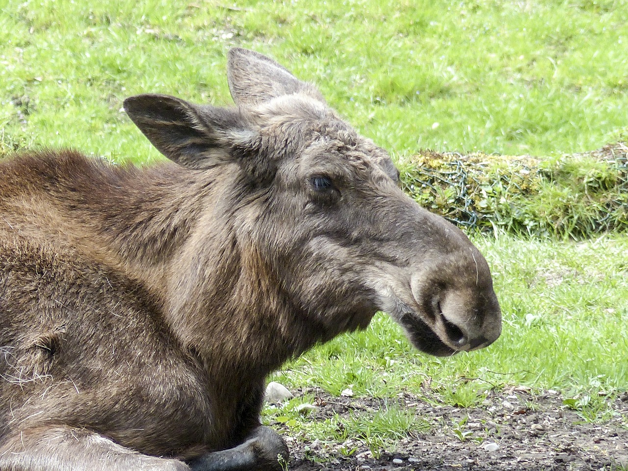 moose alces alces animal free photo