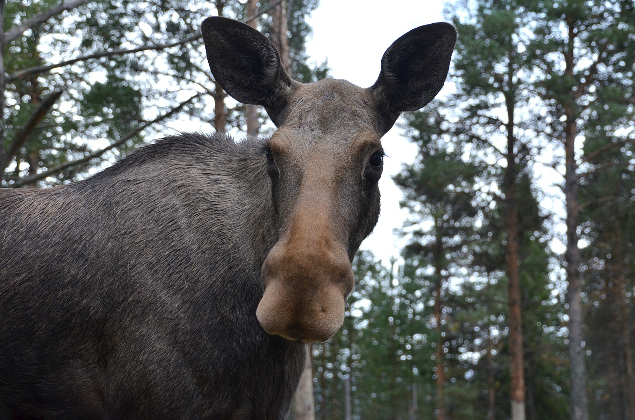 moose animal mammal free photo