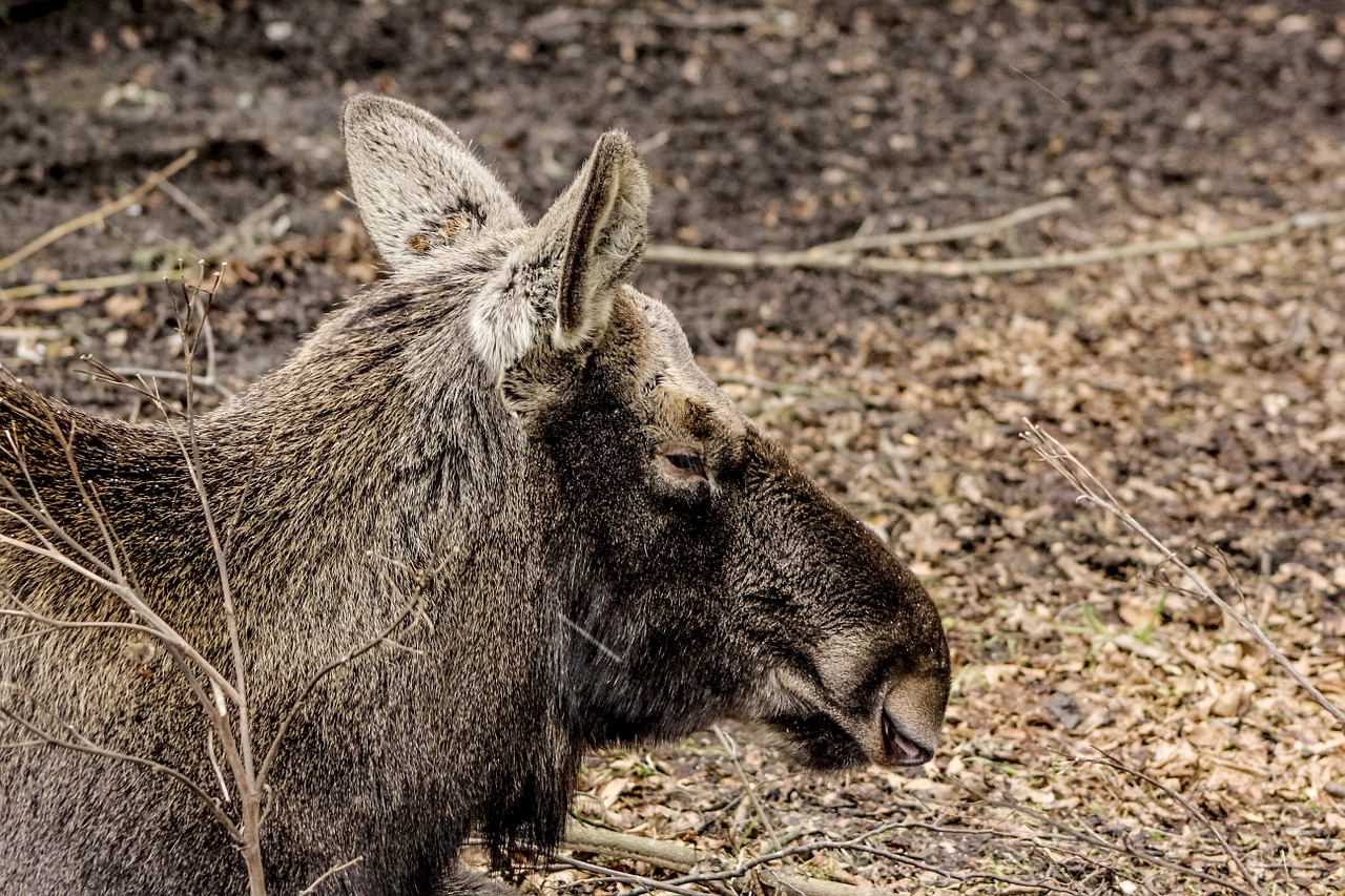 moose demonstration reserve białowieża free photo