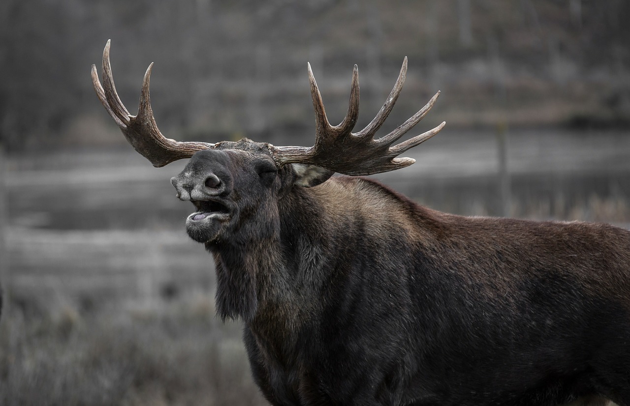 moose bull elk yawns free photo