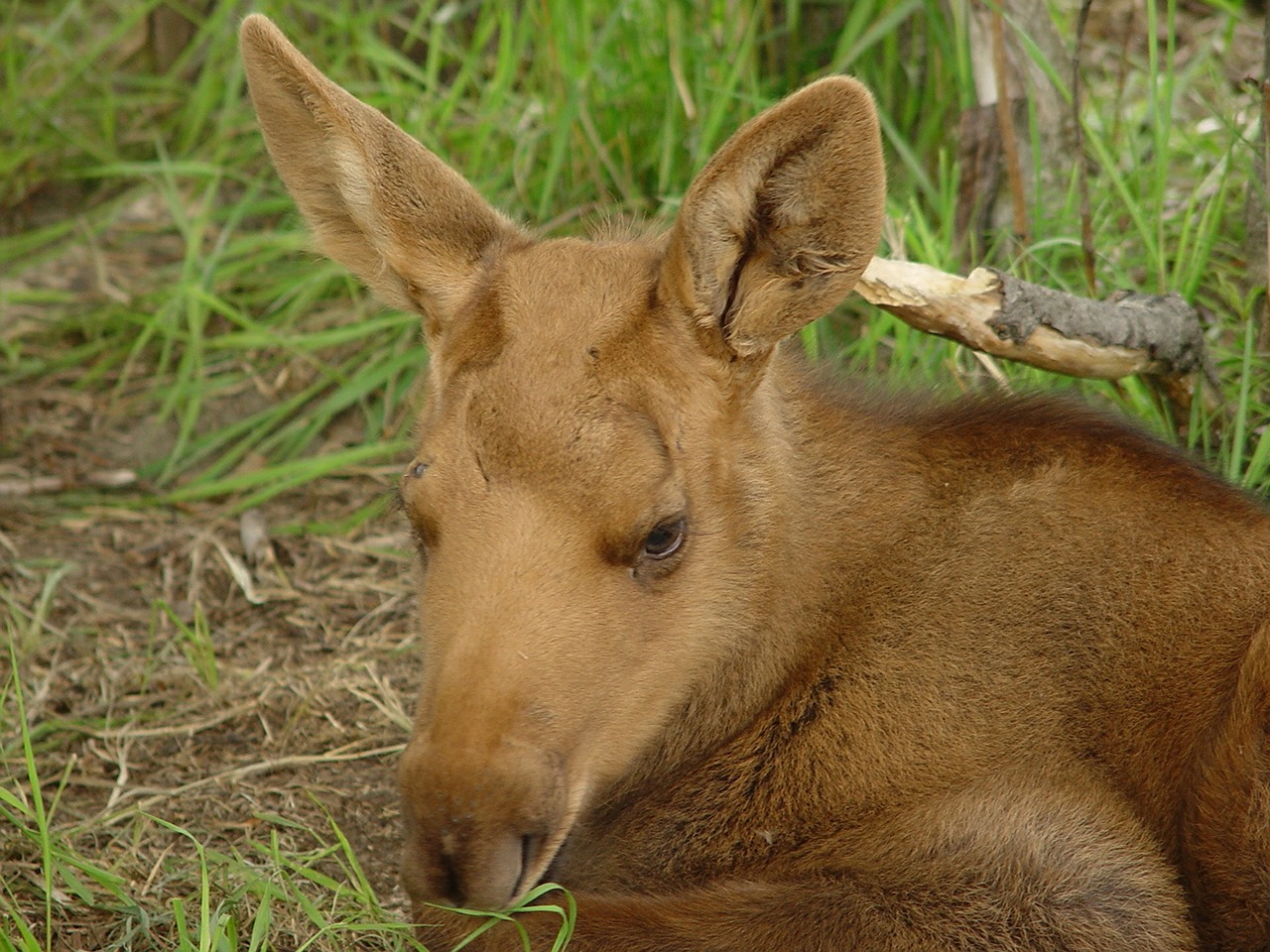 moose alaska outdoor free photo