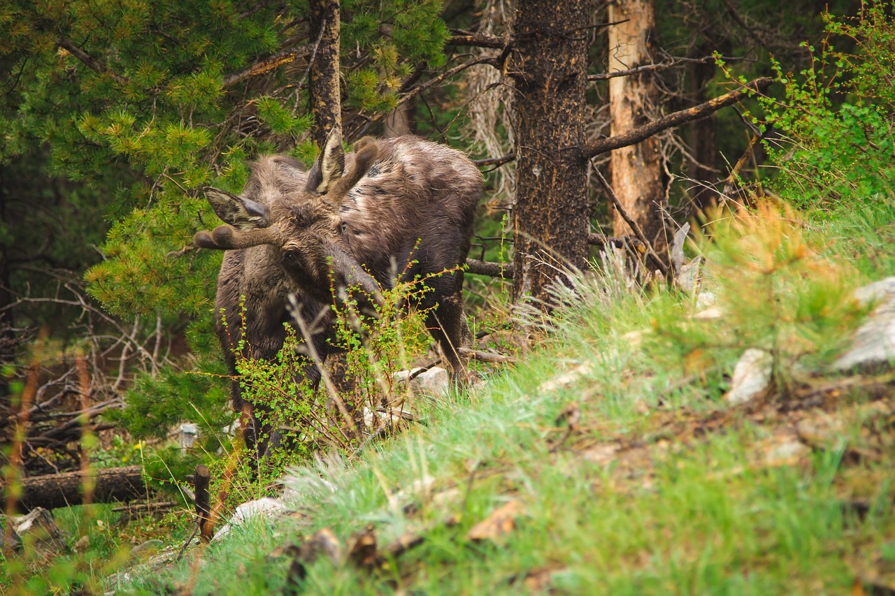 moose calf young free photo