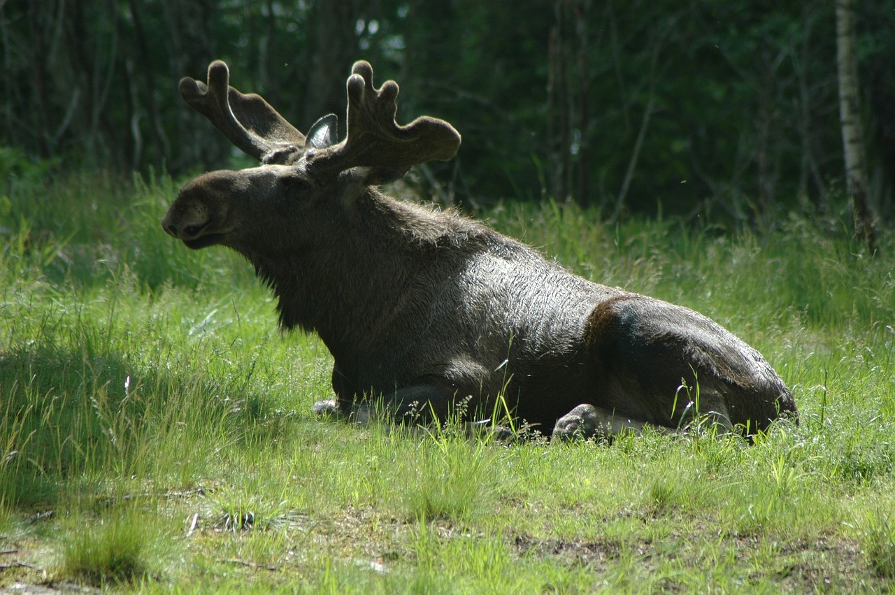 moose 7 sweden forest free photo