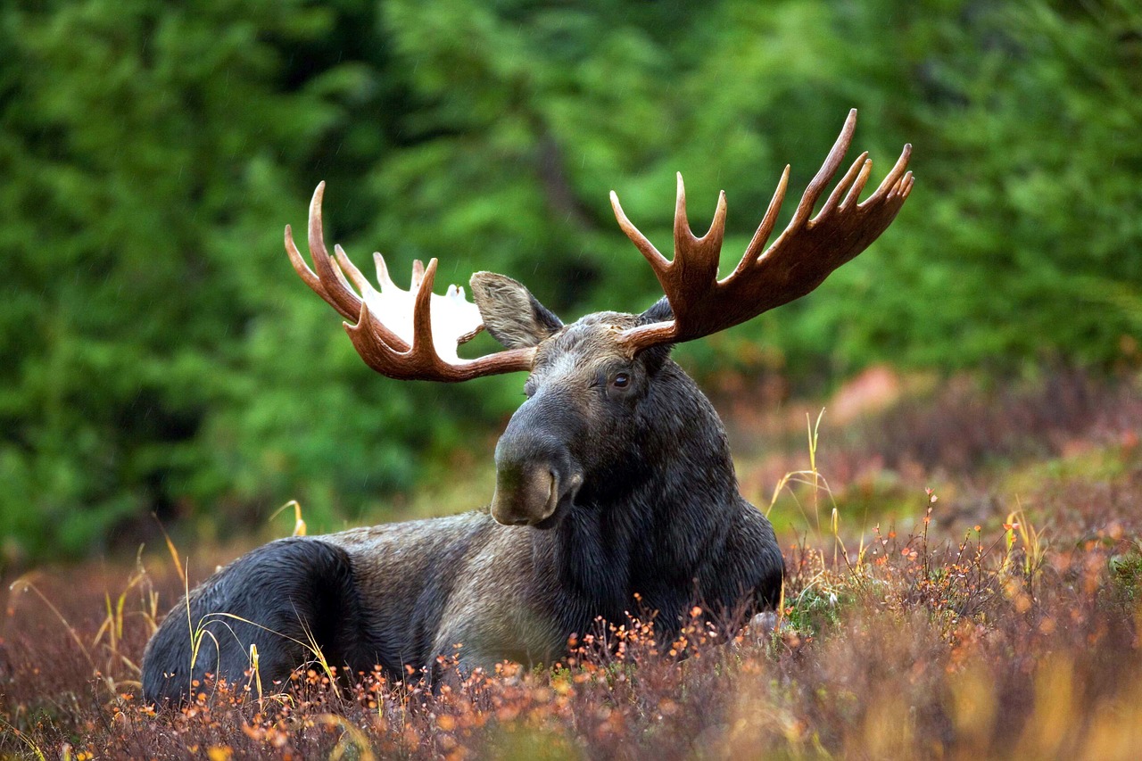 moose moose-rack male free photo