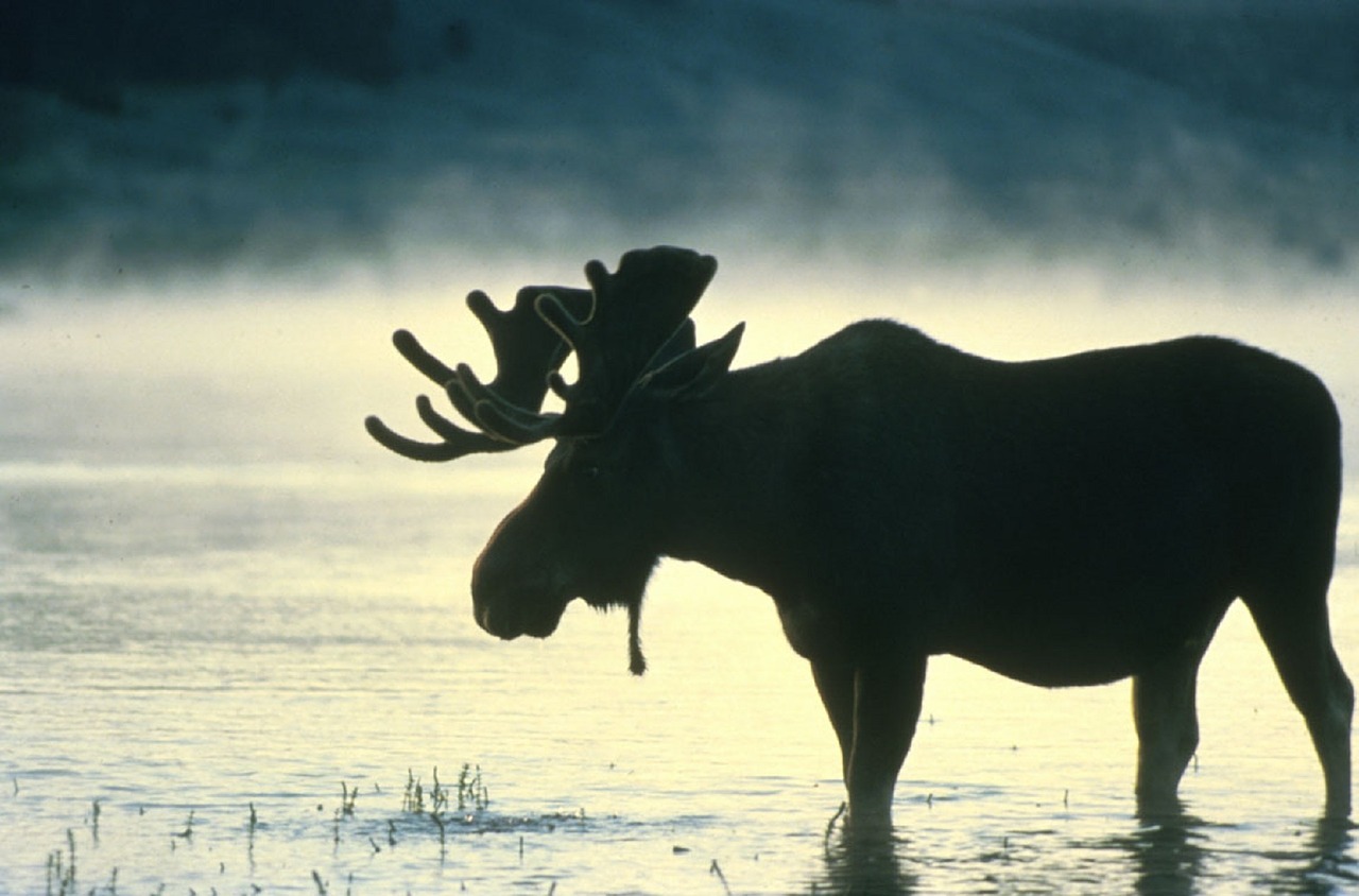 moose bull silhouette free photo