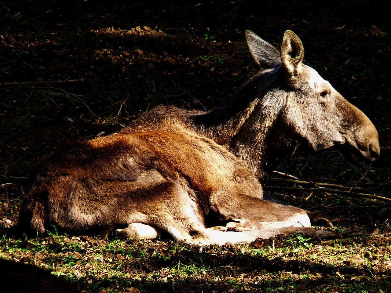 moose sun nature free photo