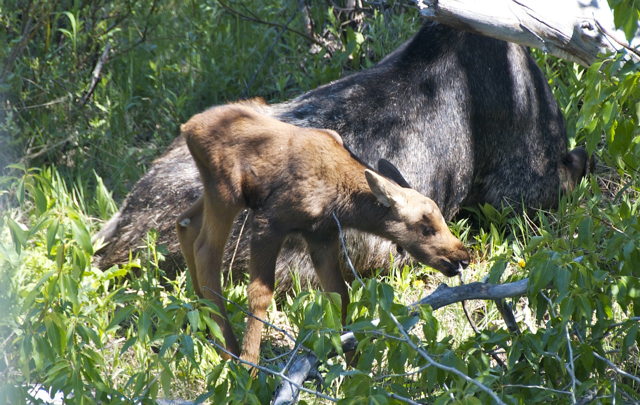 moose baby wyoming free photo
