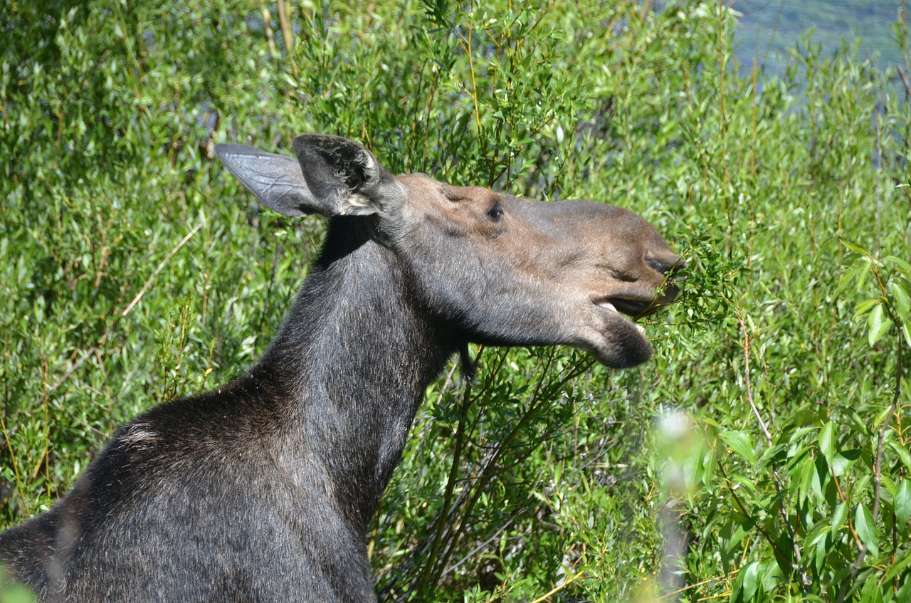 moose mother wyoming free photo