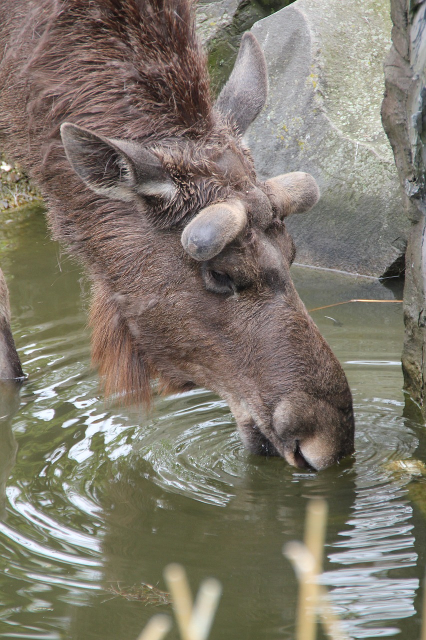 moose drink water free photo