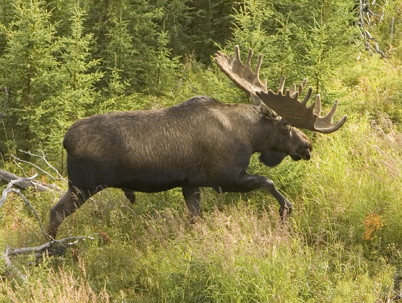 moose bull wildlife free photo