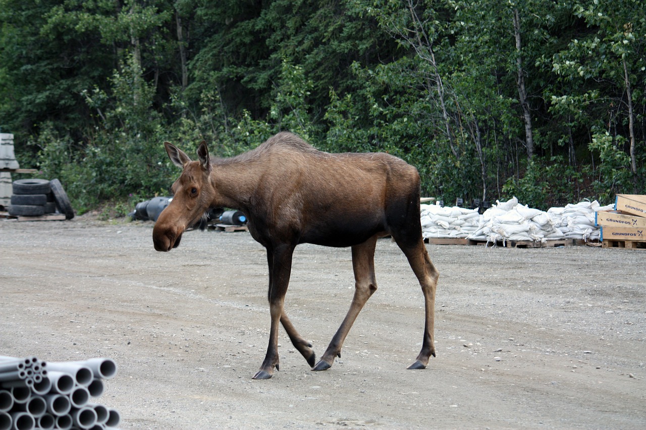 moose denali denali national park free photo