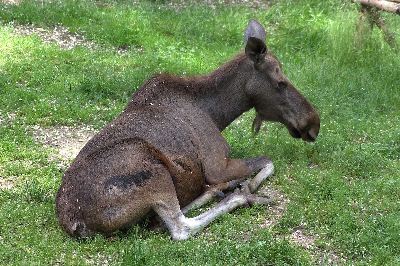 moose nature animal free photo