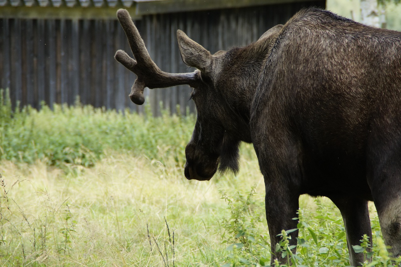 moose bull moose male free photo