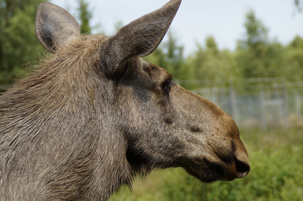 moose animal portrait head free photo